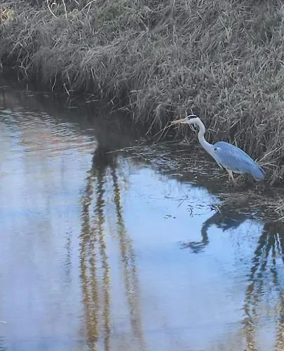 Strobels * Bedekaspel